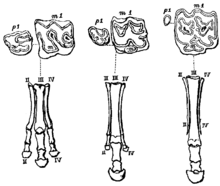 Évolution du pied des Équidés.  De gauche à droite : Mesohippus aux 3 doigts subégaux, Merychippus aux trois doigts inégaux dont les deux latéraux ne touchent plus le sol, Pliohippus monodactyle.