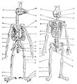 PSM V34 D714 Skeletons of a bird and man.jpg
