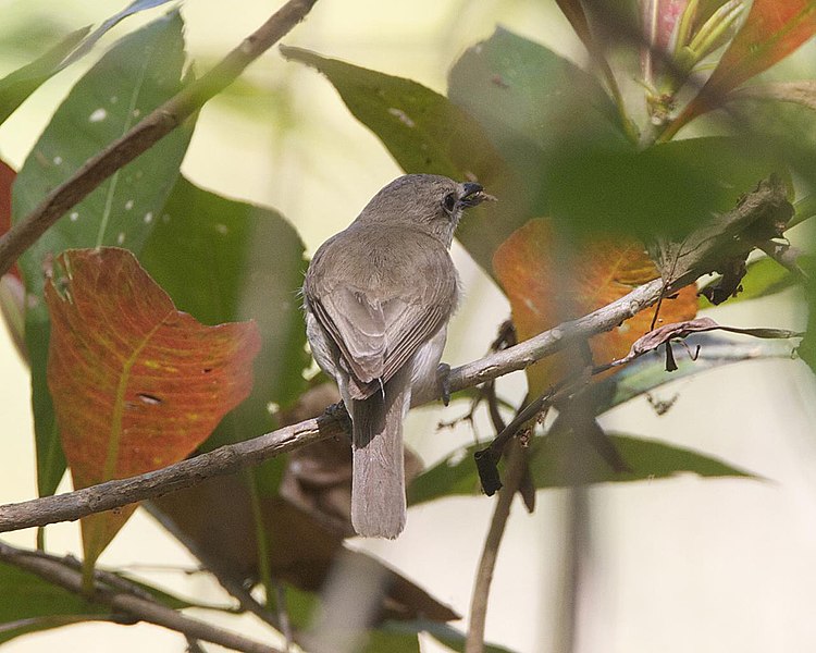 File:Pachycephala simplex simplex 4.jpg