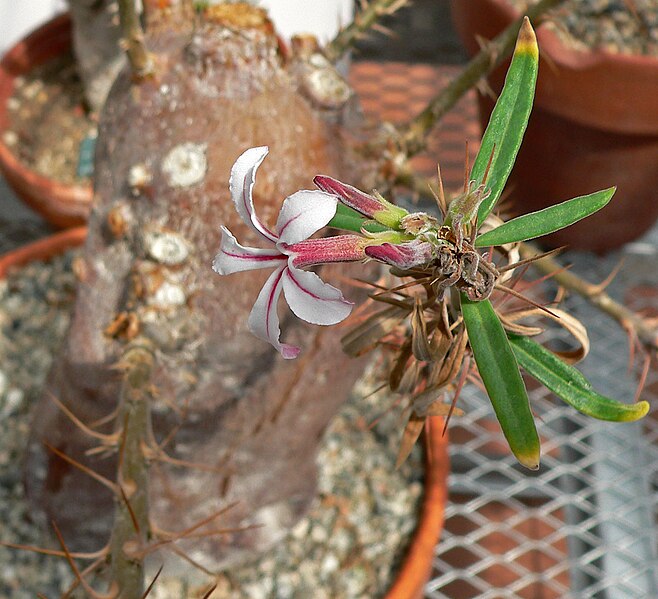 File:Pachypodium succulentum 2.jpg