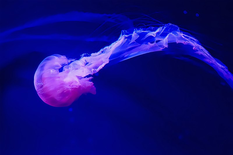 File:Pacific Sea Nettle Jellyfish.jpg