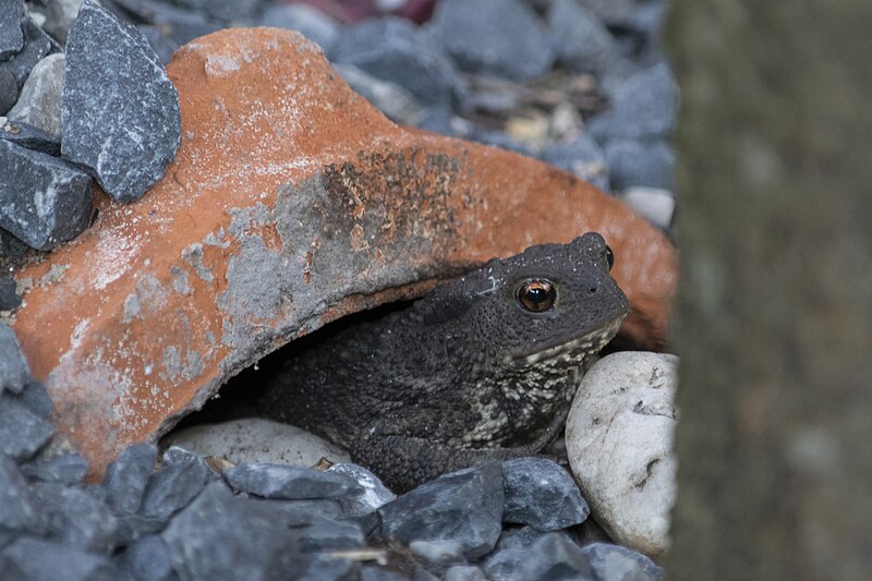 File:Pad - Toad (Bufonidae) (29779588228).jpg