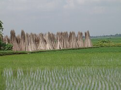 Brown jute sticks stacked in groups with small green saplings of rice in the foreground