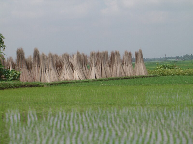 File:PaddyandjuteBengal.JPG