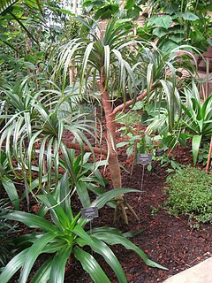 <i>Pandanus montanus</i> Species of flowering plant