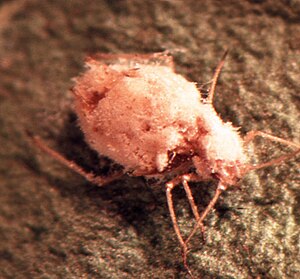 Green peach aphid (Myzus persicae) infected with the fungus Pandora neoaphidis;  both species belong to the Amorphea