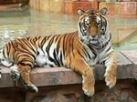 Lêer:Panthera tigris6.ogv