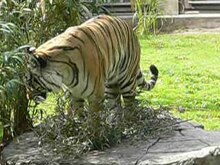 Datei:Panthera tigris8.ogv