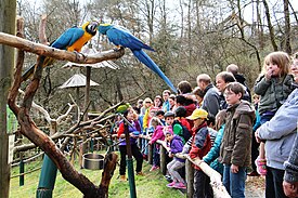 Parrot feeding 02.04.2016.jpg