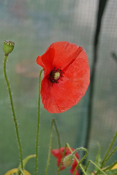 File:Papaver rhoeas by Danny S. - 005.jpg