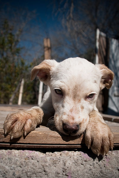 File:Para "Rescate Animal" (4304467407).jpg