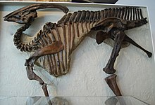 Holotype specimen of P. walkeri, showing the pathologic v-shaped notch Parasaurolophus walkeri.jpg