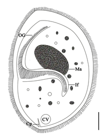 Sicuophora multigranularis (Armophorea), a parasite of the rectum of Quasipaa spinosa Parasite180015-fig3 Sicuophora multigranularis (Armophorea, Clevelandellida).png