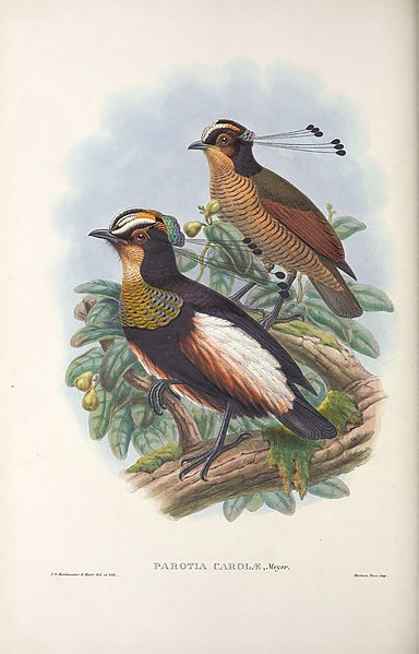 File:Parotia carolae - Monograph of the Paradiseidae.jpg