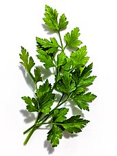 A parsley stem ParsleyStem.jpg