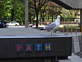 Pássaro sobre a entrada da PATH.