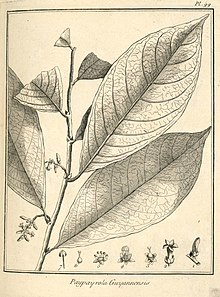 Paypayrola guianensis d'après AubletPlanche 99 : On a groſſi les parties de la fleur qui eſt fort petite. - 1. Bouton de fleur. - 2. Fleur épanouie. - 3. Calice. Piſtil. - 4. Calice. Diſque, diamines. Piſtil. - 5. Calice, étamines. Diſque. - 6. Ovaire. Style. Stigmate. - 7. Étamine[3].