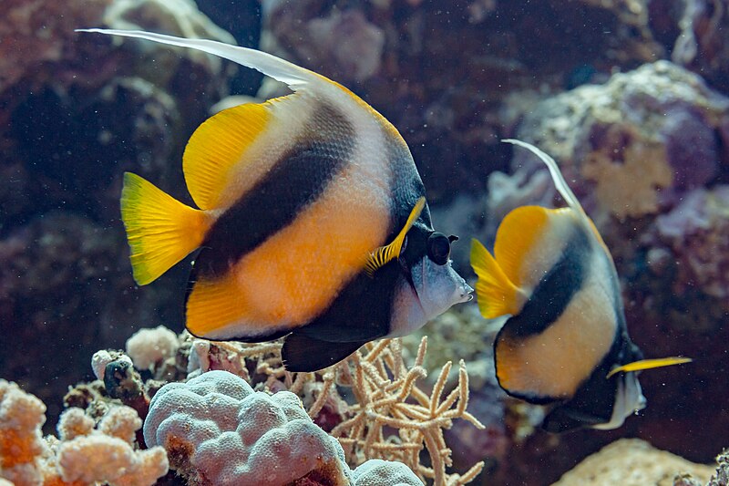 File:Peces estandarte del mar Rojo (Heniochus intermedius), mar Rojo, Egipto, 2023-04-15, DD 108.jpg