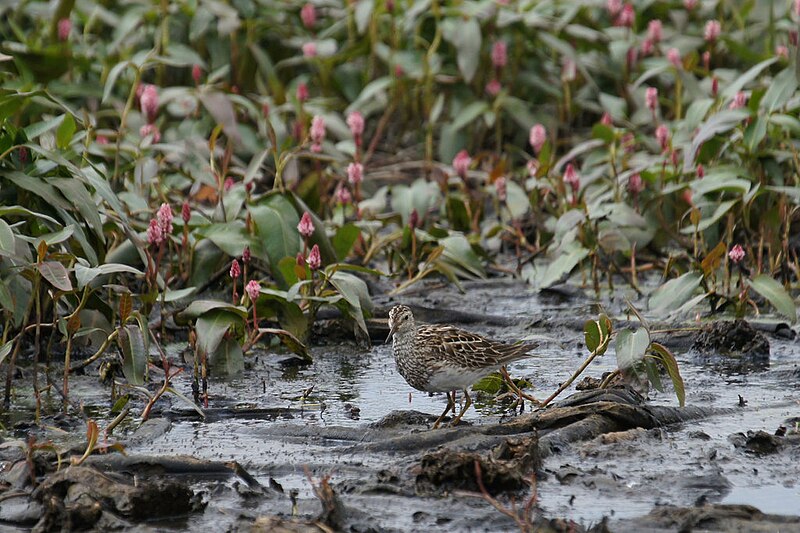 File:Pectoral Sandpiper (Calidris melanotos), Haroldswick - geograph.org.uk - 4153746.jpg