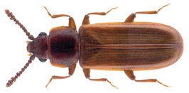 Pediacus dermestoides