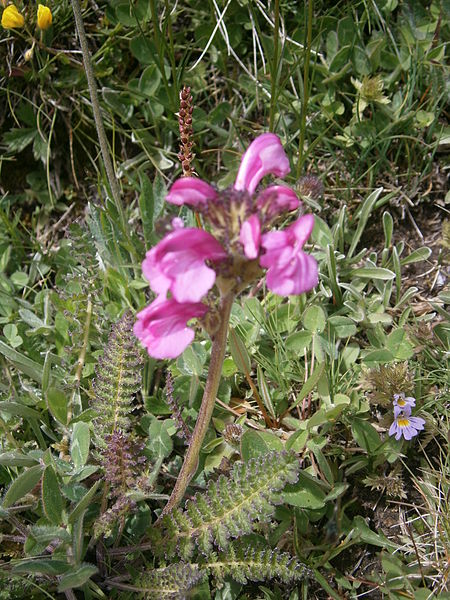 File:Pedicularis kerneri 002.JPG