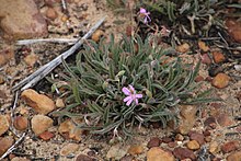 Pelargonium coronopifolium Rebelo 3.jpg