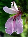 * Nomination Rose geranium flower (Pelargonium graveolens) --Elucidate 09:18, 27 October 2008 (UTC) * Decline unsharp, color fringes --LC-de 22:03, 29 October 2008 (UTC)