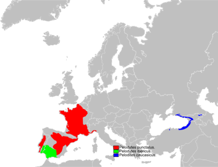 Tập_tin:Pelodytes_genus_range_Map.png