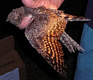 Pennant-winged Nightjar, immature, Shamvura.jpg