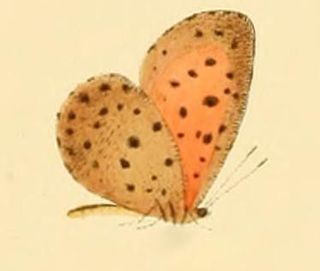 <i>Pentila amenaida</i> Species of butterfly