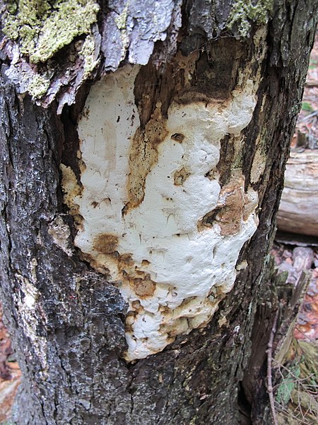 File:Perenniporia medulla-panis (Jacq.) Donk 96954.jpg