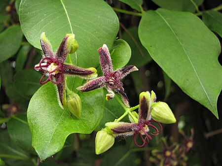 Periploca (Apocynaceae)