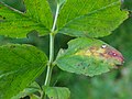 Peronospora sparsa