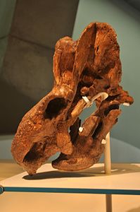 Musée Perot de la Nature et des Sciences - Crâne de Kannemeyeria 01.jpg