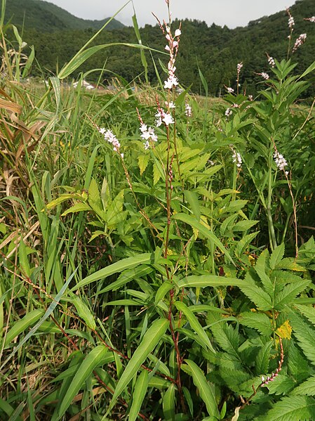 File:Persicaria odorata subsp. conspicua 1.JPG