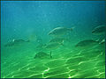 Mola de roncadors (Pomadasys incisus)