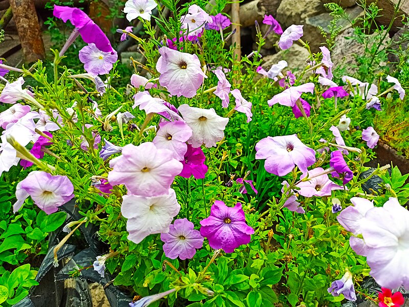 File:Petunia in Rind village.jpg