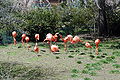 Een groep flamingo's.