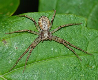 <i>Philodromus cespitum</i> Species of spider