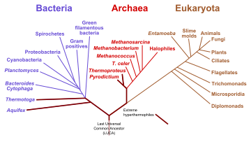 Abiogenesis Wikipedia