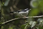 Thumbnail for Pied shrike-babbler