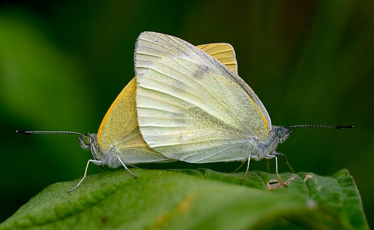 Спаривающаяся пара репниц (Pieris rapae)