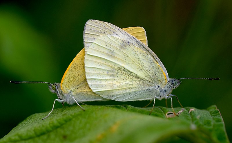 File:Pieris rapae which copulates 0928.jpg