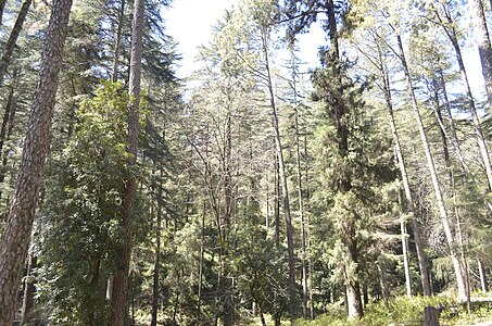 Pine Forest Kandoliya Pauri