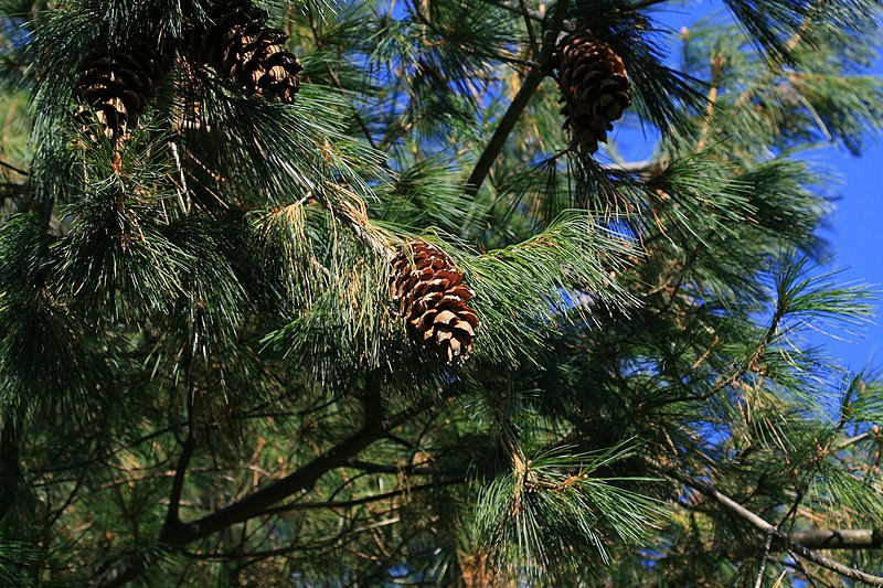 File:Pinus armandii (Chinese White Pine) (31179084771).jpg