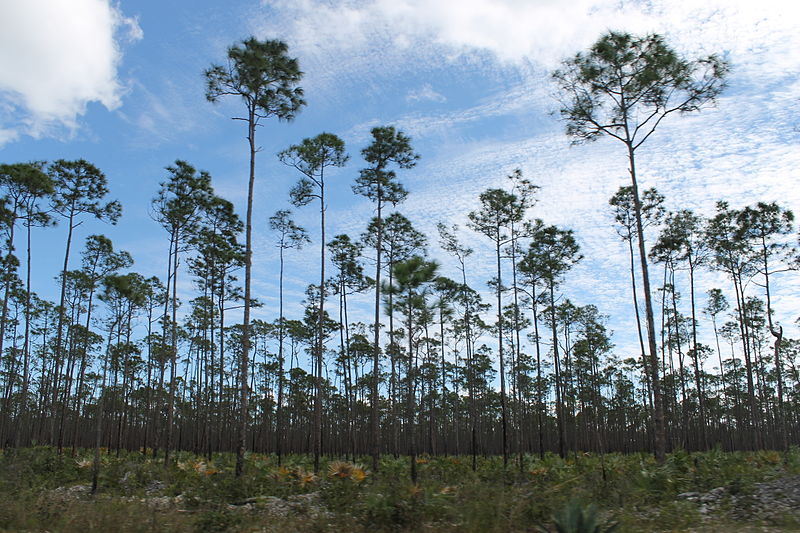 File:Pinus caribaea var. bahamensis forest3.jpg