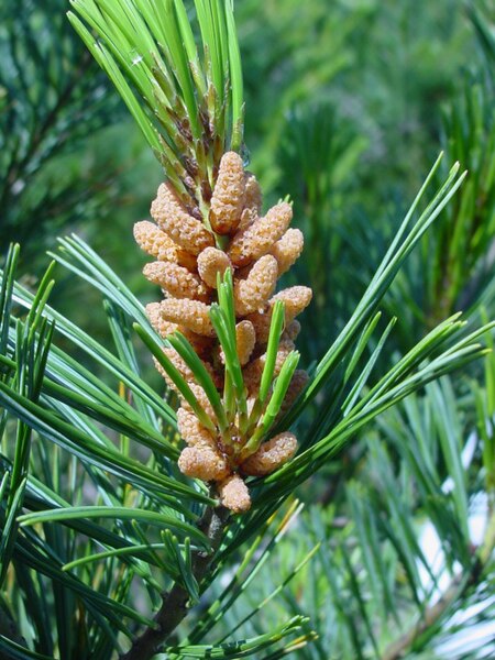 File:Pinus monticola pollencones.jpg