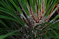 Pinus palustris Pengo.jpg