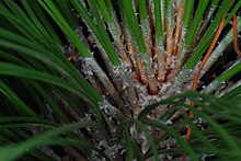 Pinus palustris close-up Pinus palustris Pengo.jpg