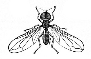 <i>Pipunculus</i> Genus of flies